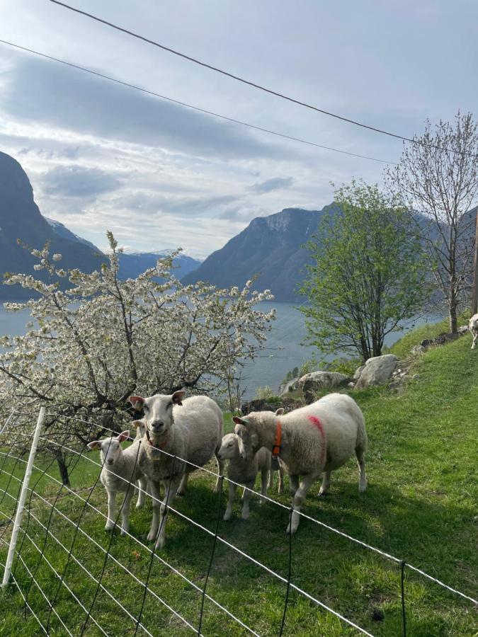 Aurland Stegastein Apartment Exteriör bild